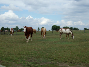 Картинка животные лошади забор луг