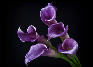 Картинка цветы каллы фиолетовый