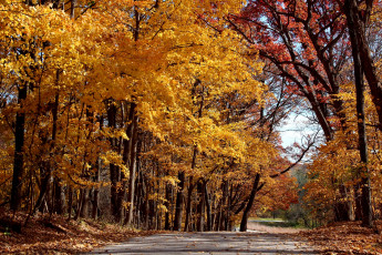 обоя природа, дороги, осень, желтый