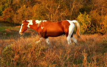 Картинка животные лошади деревья трава