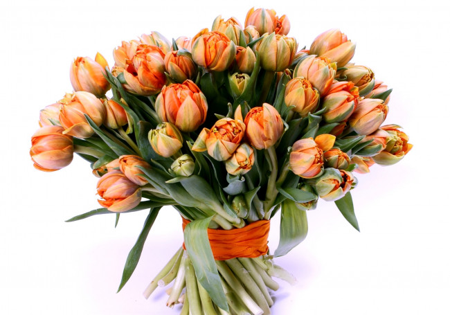 Обои картинки фото цветы, тюльпаны, много, оранжевый