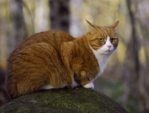 Картинка животные коты взгляд камень мох рыжий кот