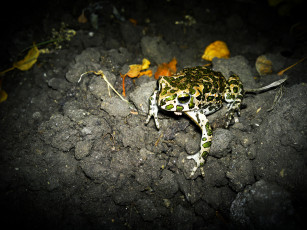 Картинка лягушка на земле животные лягушки земля камни макро