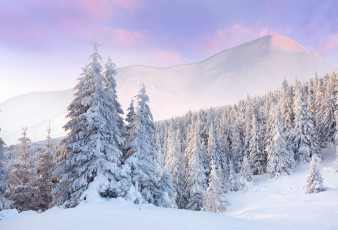 Картинка природа зима горы ели снег