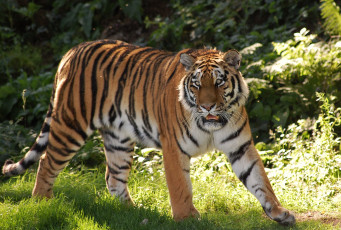 Картинка животные тигры полосатый хищник