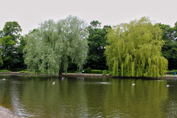 Картинка ropner park stockton on tees англия природа парк утки деревья река
