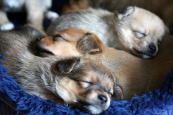 Картинка животные собаки щенки сон малыши