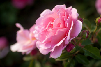 Картинка цветы розы розовый нежность
