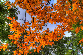 Картинка природа листья ветки оранжевый осень