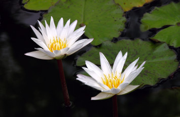 Картинка цветы лилии водяные нимфеи кувшинки вода лепестки белый