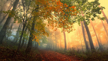 Картинка природа дороги осень лес