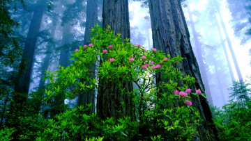 Картинка природа лес цветущий куст туман