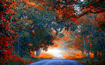 обоя природа, дороги, осень, лес, дорога, краски