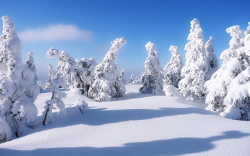 Картинка природа зима снег сугробы елки