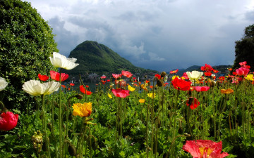 Картинка швейцария тичино лугано природа пейзажи цветы горы