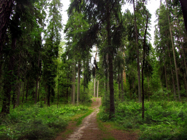 Обои картинки фото ленинградская, область, рощино, линдуловская, роща, природа, лес
