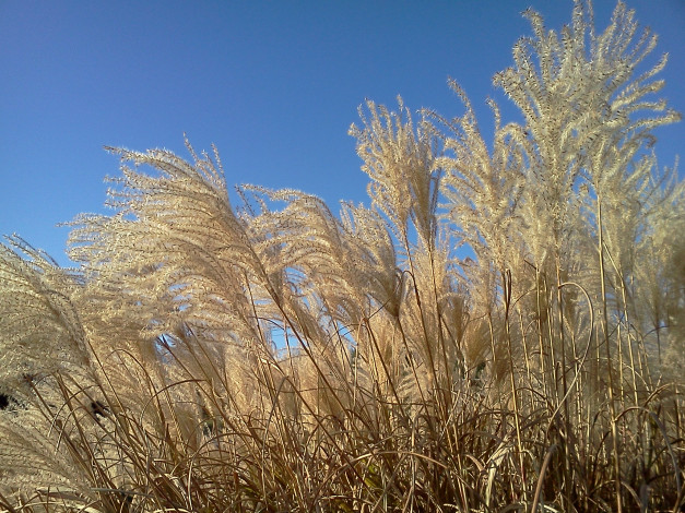 Обои картинки фото природа, луга, осень, трава