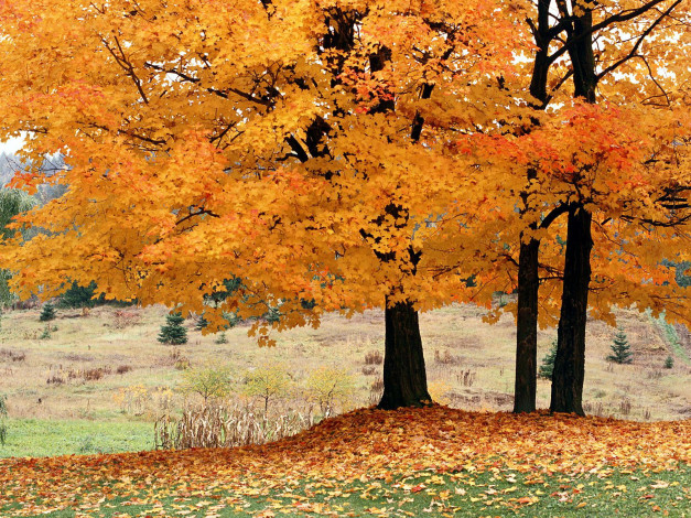 Обои картинки фото желтая, осень, природа, деревья, листопад, желтые, листья