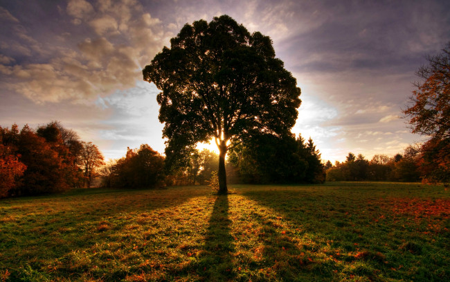 Обои картинки фото природа, деревья, закат, осень
