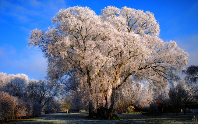Обои картинки фото природа, деревья, зима, иней, крона, дерево
