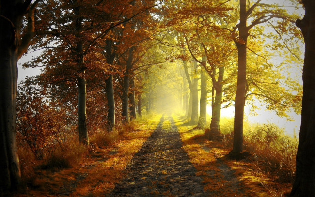 Обои картинки фото природа, дороги, осень, дорога, лес