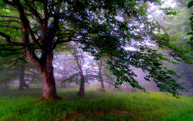 Обои картинки фото природа, лес, кроны, трава, туман