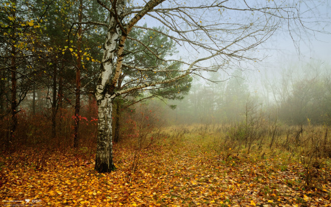 Обои картинки фото природа, лес, листва, кусты, туман, береза, опушка, осень