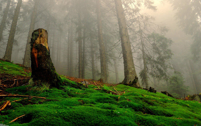 Обои картинки фото природа, лес, трава, туман, лел, пень