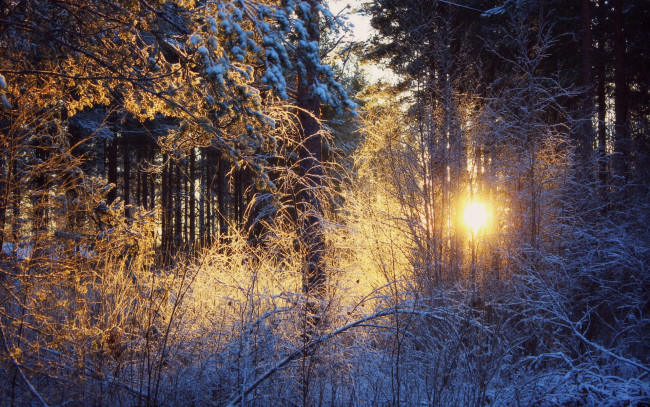 Обои картинки фото природа, восходы, закаты, иней, свет, лес, зима