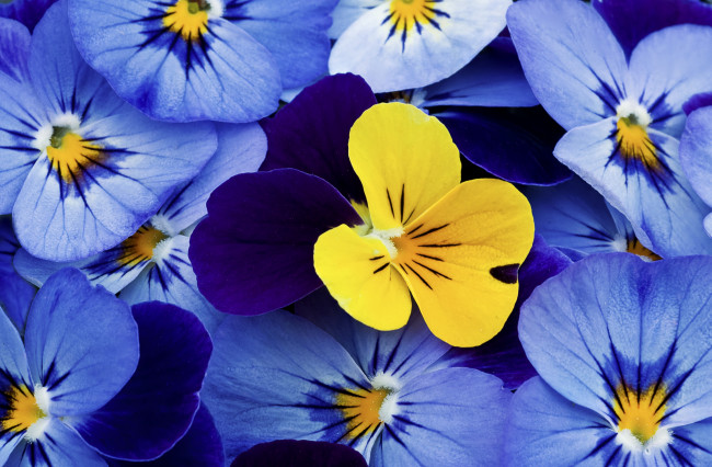 Обои картинки фото цветы, анютины, глазки, садовые, фиалки, лепестки, желтый, синий