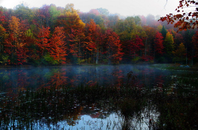 Обои картинки фото virginia, природа, реки, озера, река, лес, осень
