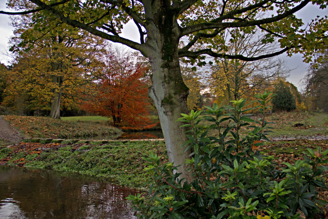 Обои картинки фото англия, барнсли, дистрикт, природа, парк, осень