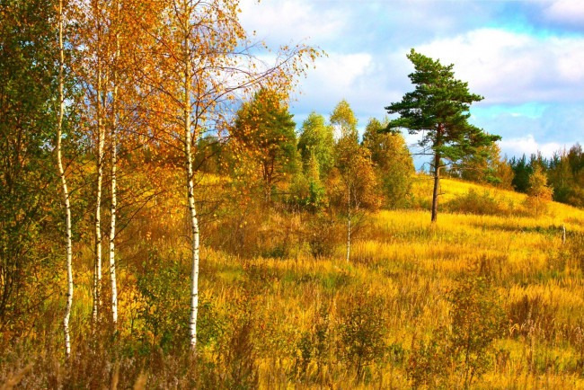 Обои картинки фото природа, деревья, осень, лес, березы, трава, небо, облака