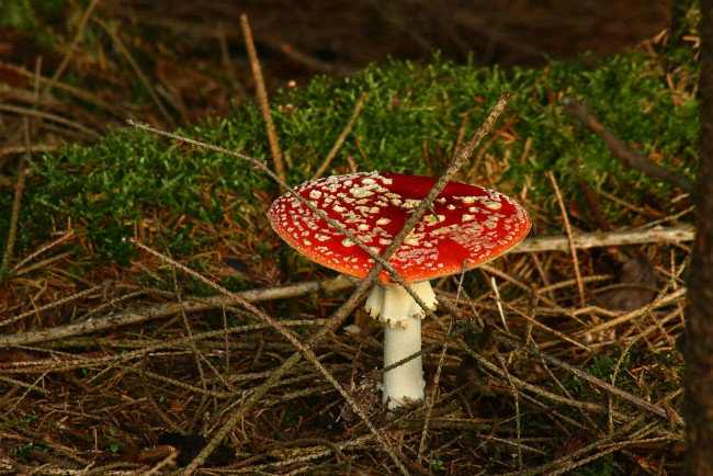 Обои картинки фото природа, грибы, мухомор, лес, ветки