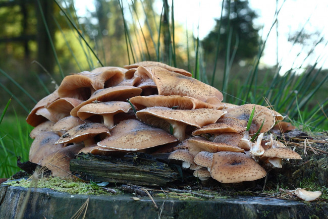 Обои картинки фото природа, грибы, пень, опята