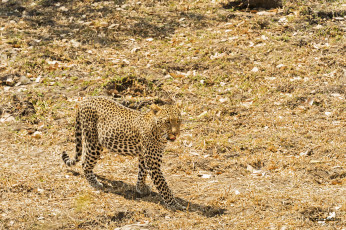 Картинка животные леопарды кошка свет
