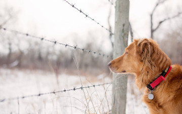 Картинка животные собаки боке забор друг взгляд собака