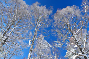 Картинка природа зима snow winter снег деревья небо trees sky