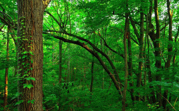 Картинка природа лес деревья чаща листья заросли