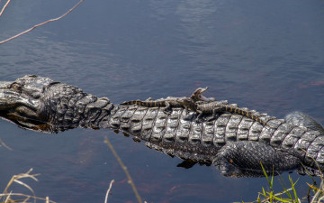 обоя животные, крокодилы, вода, спина, потомство, крокодил