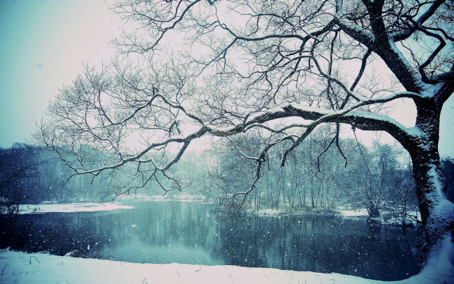Обои картинки фото природа, зима, lake, winter, снег, дерево, озеро, snowing, tree