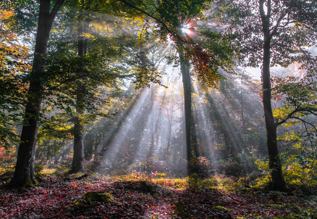 Обои картинки фото природа, лес, рассвет