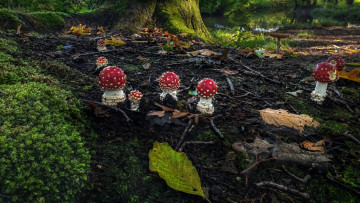 Картинка природа грибы +мухомор ведьмин круг мухоморы