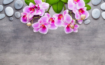 обоя цветы, орхидеи, камешки, экзотика