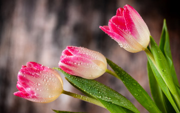 Картинка цветы тюльпаны бутоны розовые капли