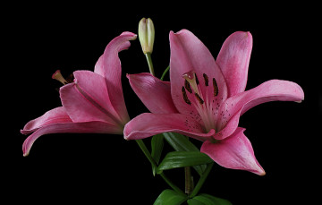 Картинка цветы лилии +лилейники розовая лилия черный фон