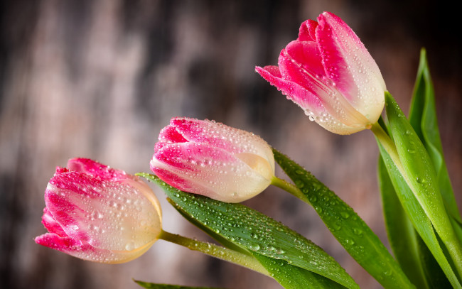 Обои картинки фото цветы, тюльпаны, бутоны, розовые, капли