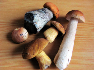 Картинка еда грибы +грибные+блюда свежие лесные