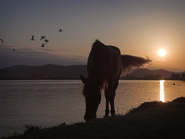 Обои картинки фото игорь, сидоров, тихое, утро, мирной, абхазии, животные, лошади