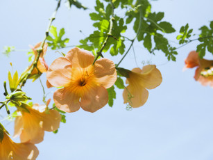 Картинка цветы кампсис текома